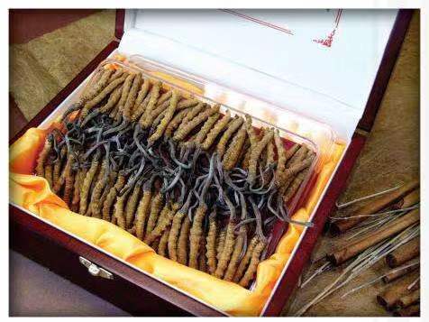 磁县冬虫夏草回收